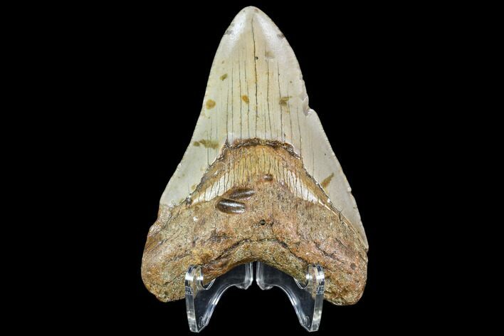 Fossil Megalodon Tooth - North Carolina #108896